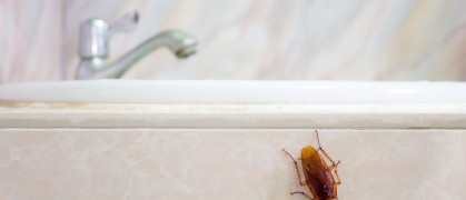 A cockroach on the edge of a sink crawling away from the tap.