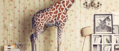 a giraffe in a room