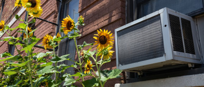 A window air conditioning unit outside an old brick apartment building above a garden with yellow sunflowers during summer in Astoria Queens New York