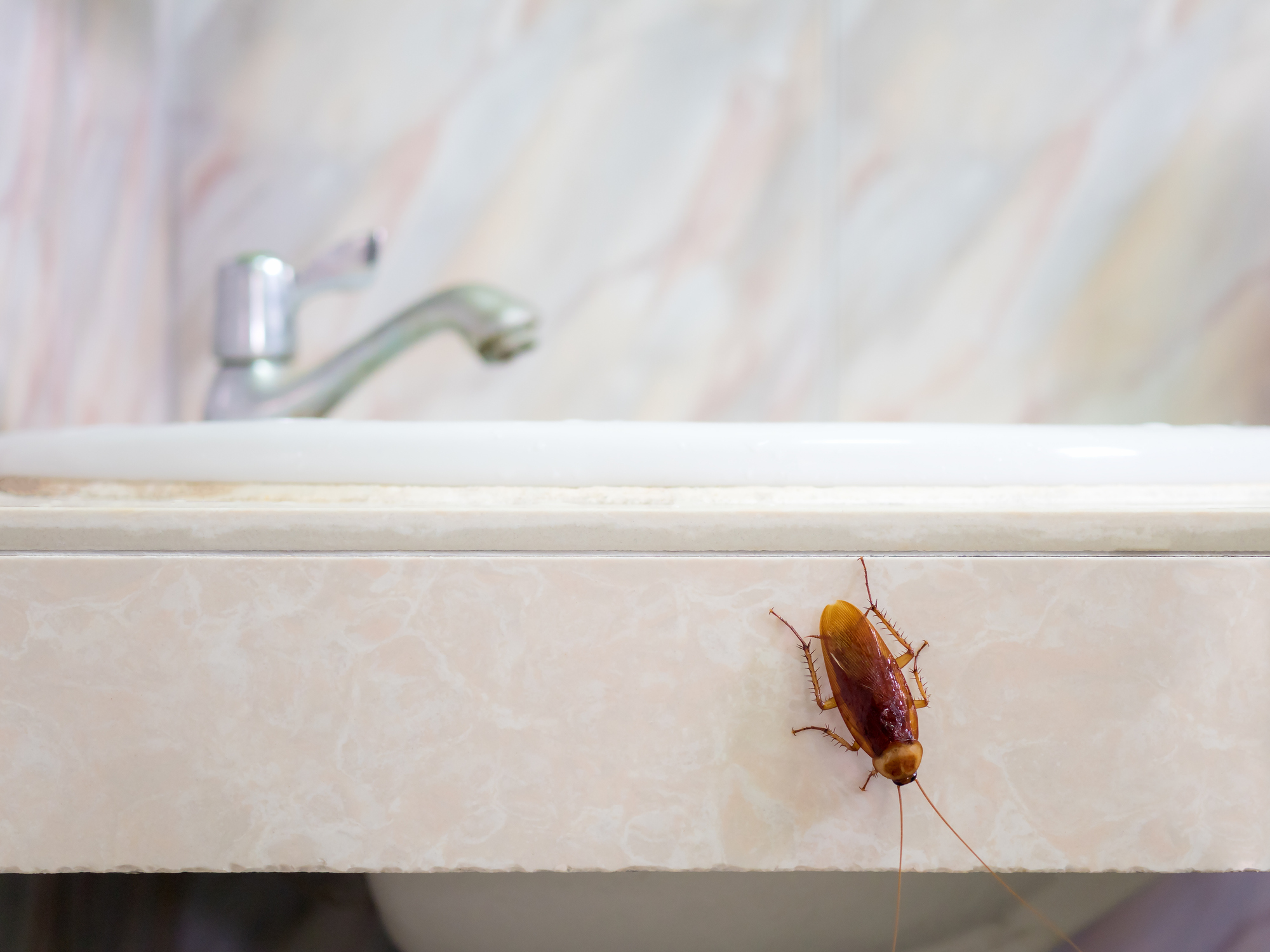 A cockroach on the edge of a sink crawling away from the tap.