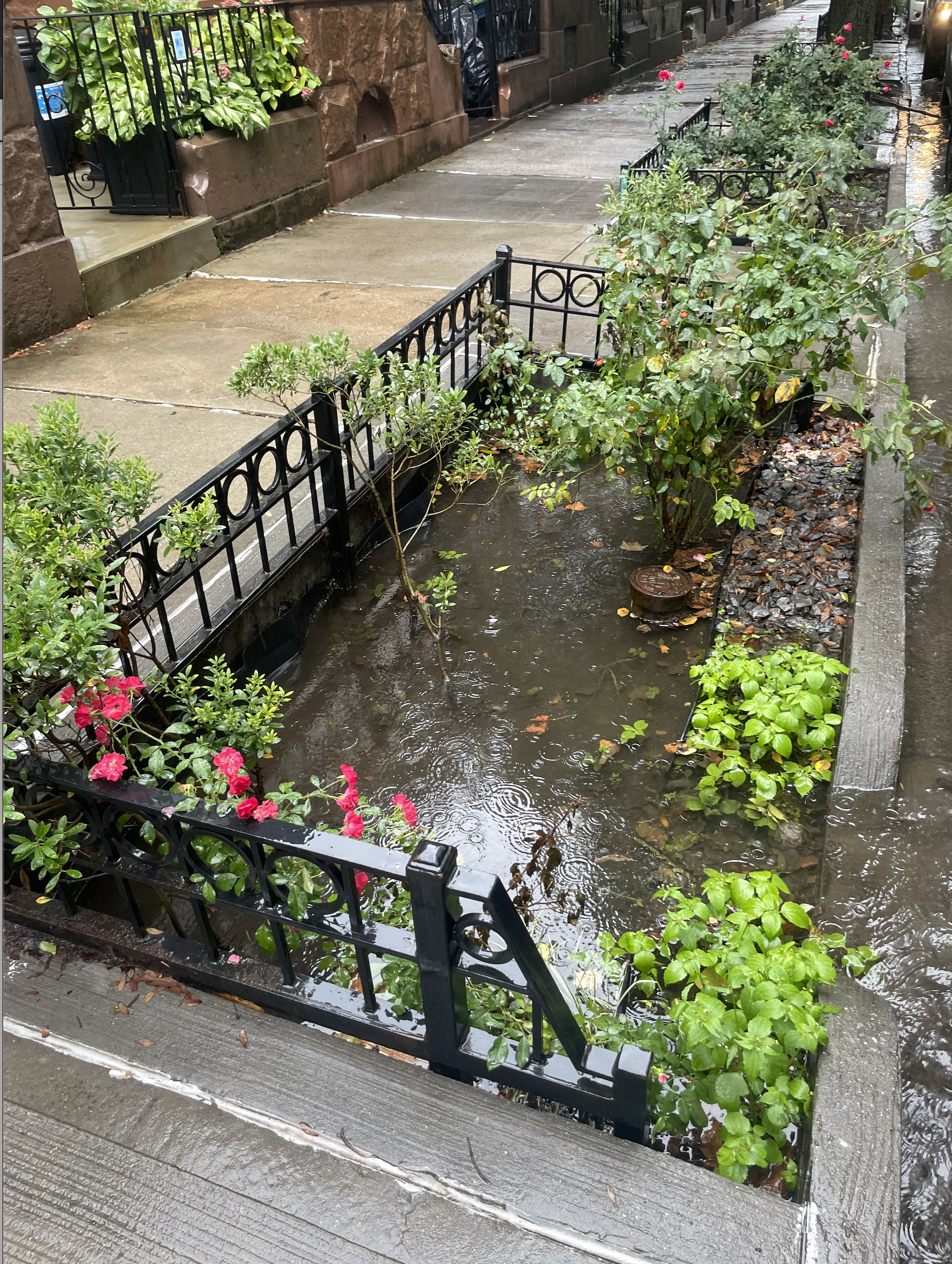 A flower garden is filled with water in Prospect Heights, Brooklyn. A flower garden is filled with water in Prospect Heights, Brooklyn.