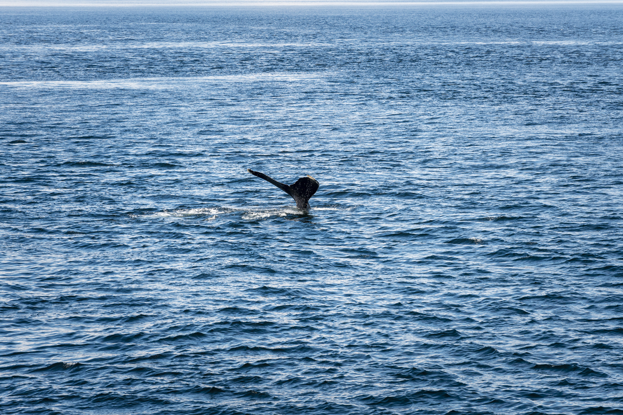 a whale tale in the sea a whale tale in the sea