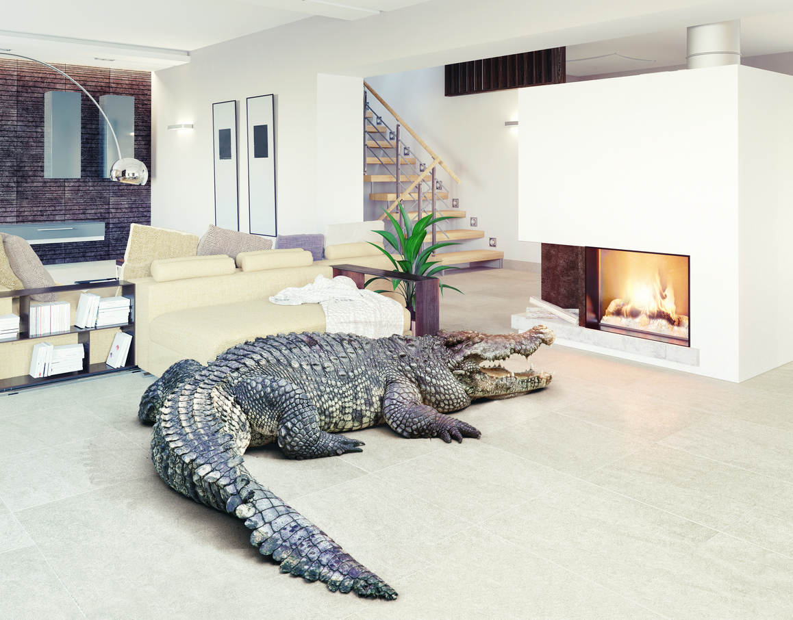 Big crocodile relaxes in the luxury interior Big crocodile relaxes in the luxury interior