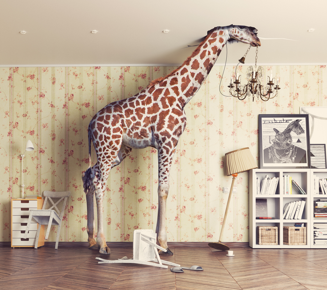 a giraffe in a room