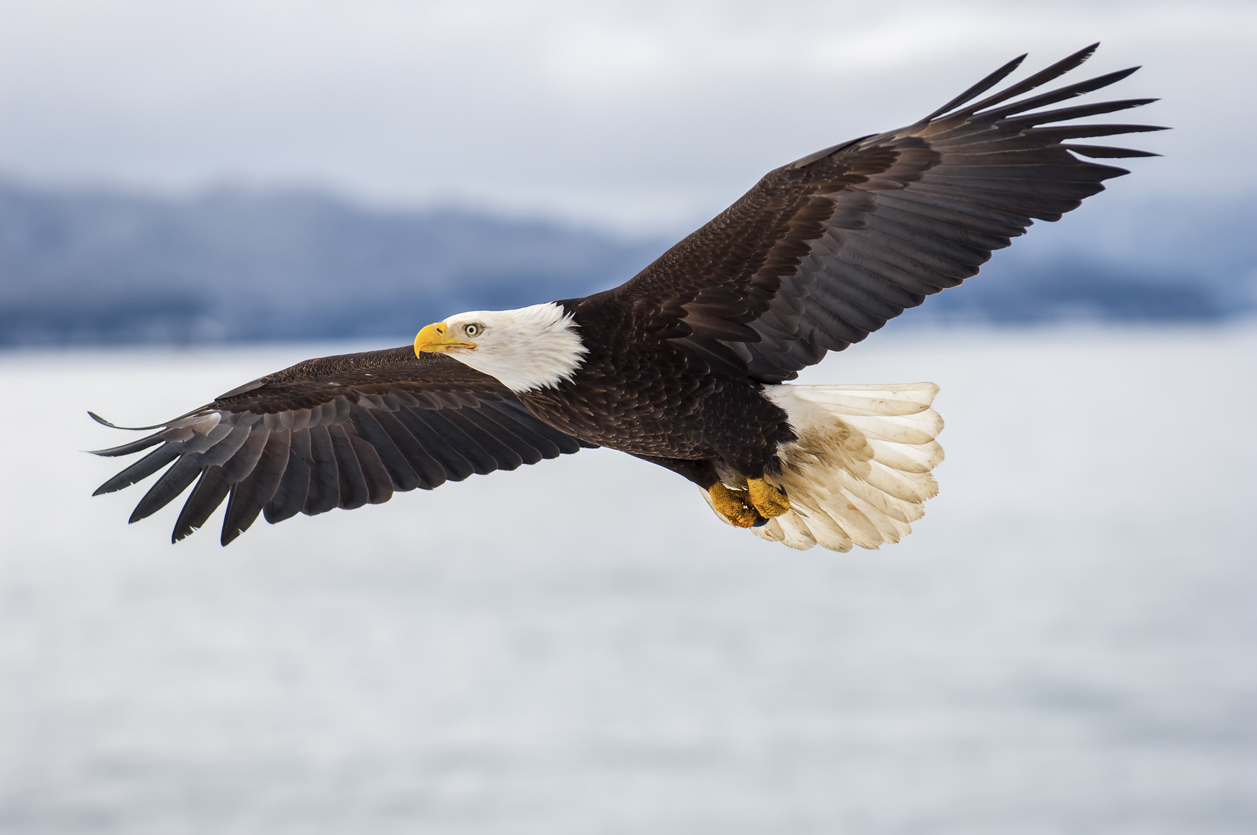 An eagle flies over icy waters. An eagle flies over icy waters.
