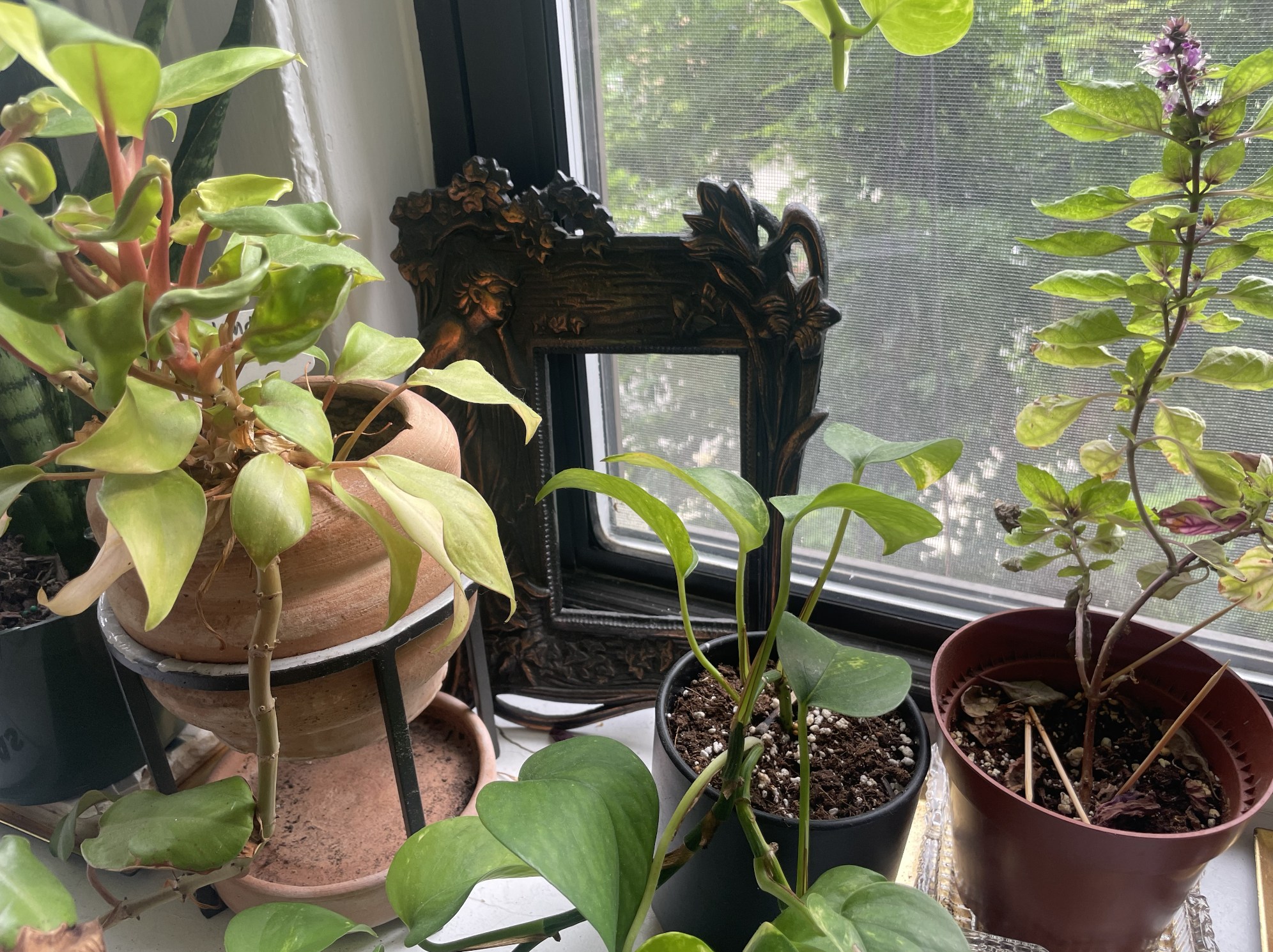 A picture frame surrounded by pothos and basil plants.