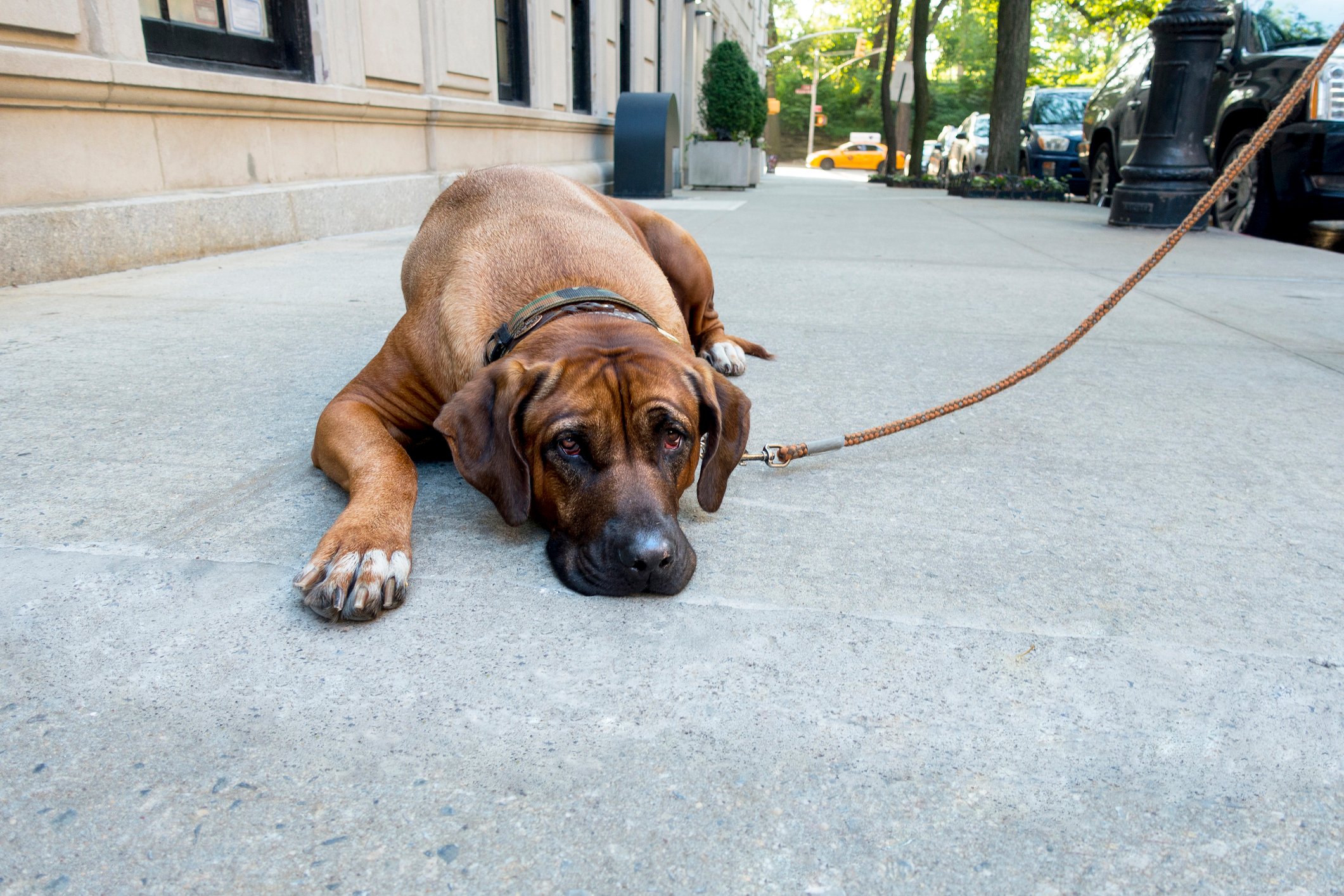 Lazy stubborn English Mastiff pet lies down on New York City side walk and the dog won't get up to do his daily walk city yellow cab in the background stock photo Lazy stubborn English Mastiff pet lies down on New York City side walk and the dog won't get up to do his daily walk city yellow cab in the background stock photo