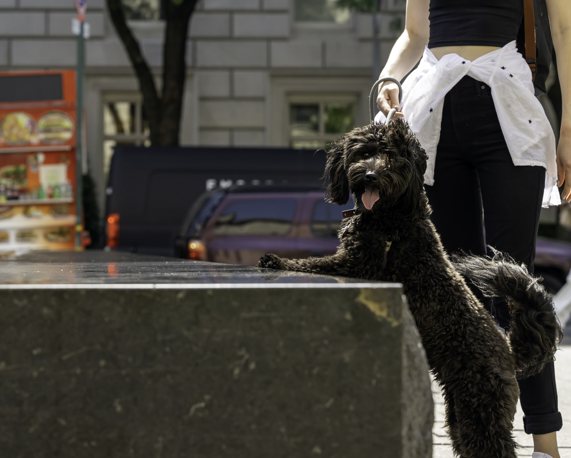 A one year old Aussiedoodle enjoys time out on the upper east side of New York City with her owner on a sunny June morning.