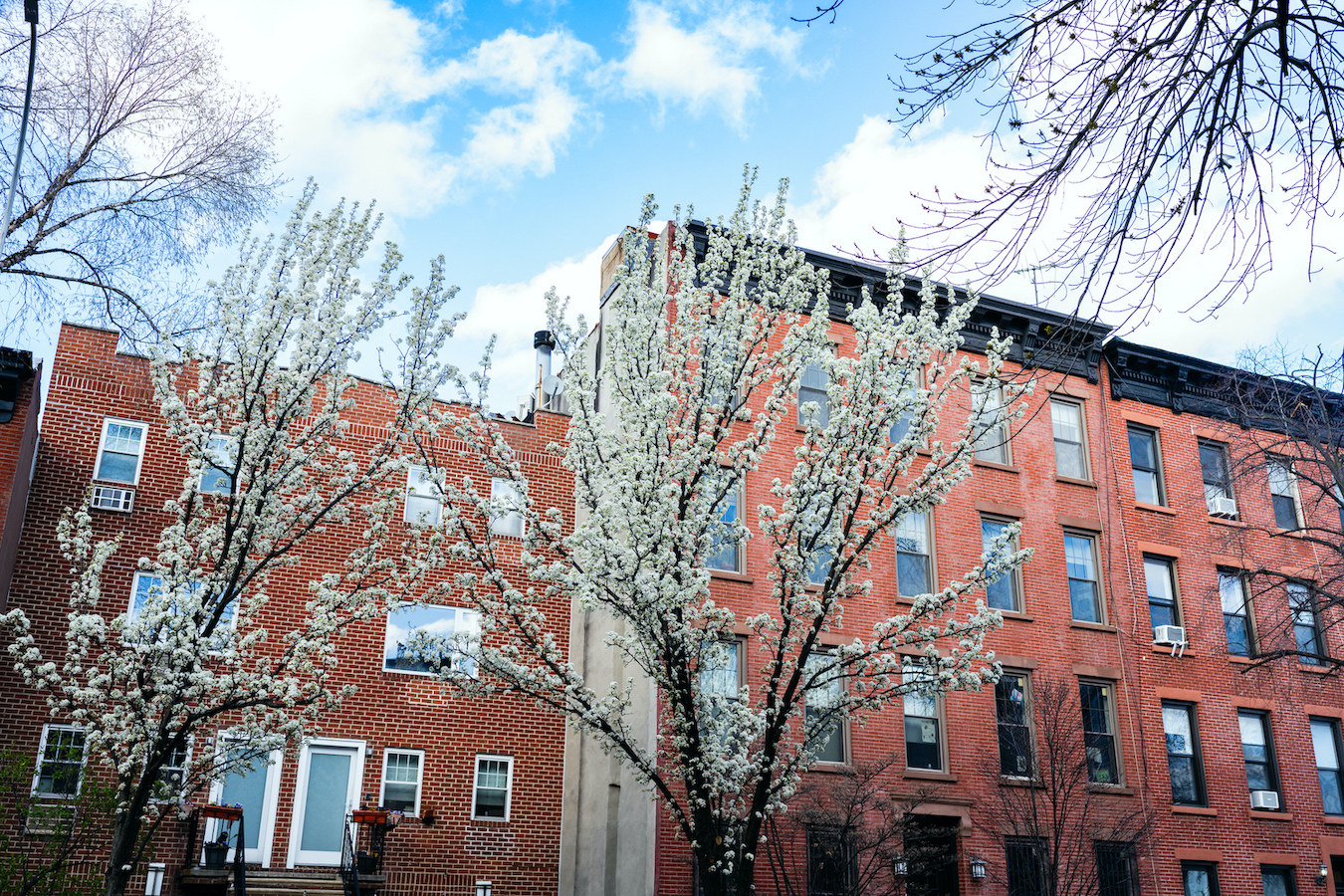 Cherry Blossom Tree with Brick Brooklyn Apartment Buildings