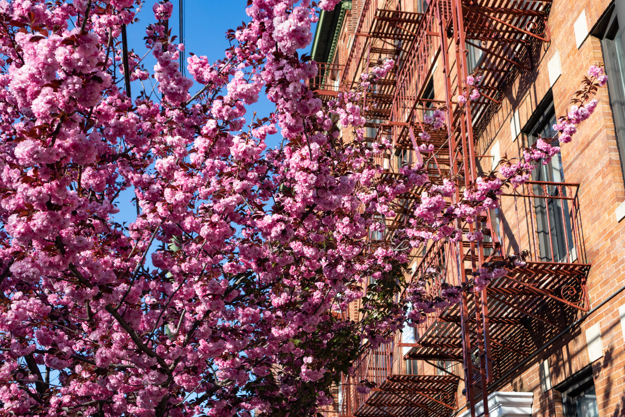 A beautiful pink flowering cherry tree next to an old brick residential building with a fire escape in Astoria Queens New York during spring A beautiful pink flowering cherry tree next to an old brick residential building with a fire escape in Astoria Queens New York during spring