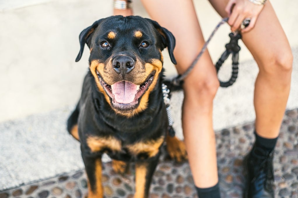 dog