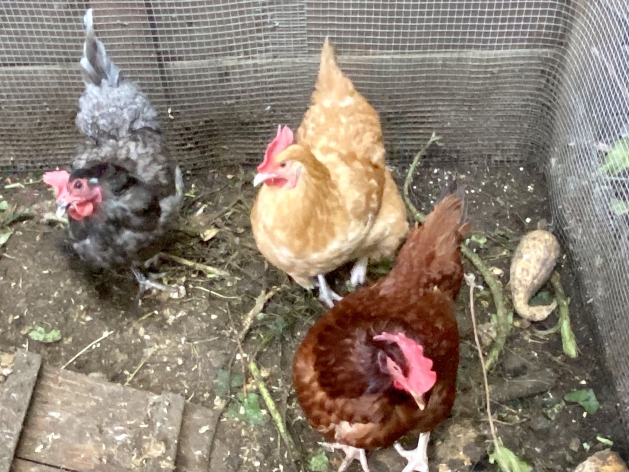 How to keep chickens in a NYC backyard Tips on coop size, care and feeding