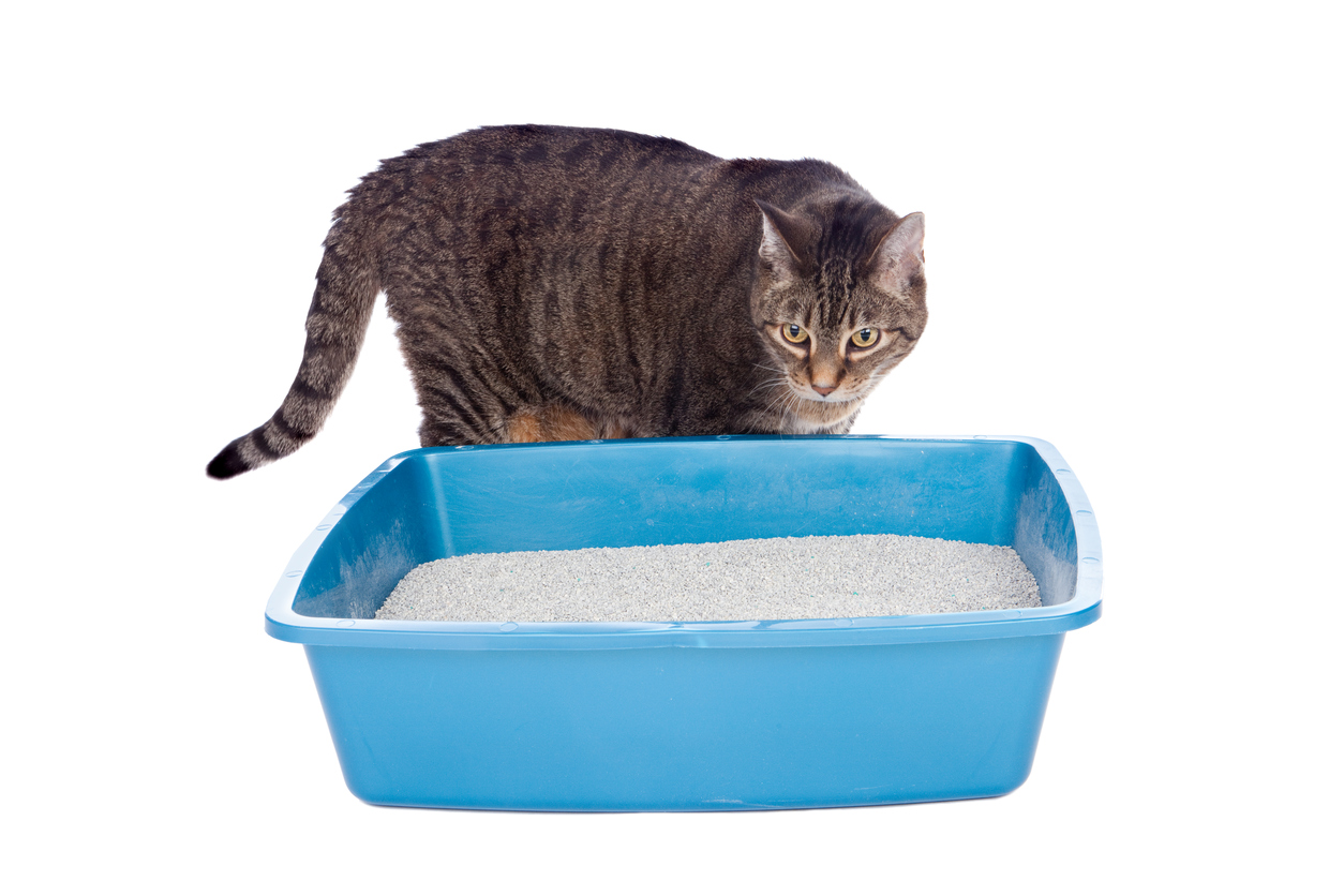 What can i use for a litter clearance box