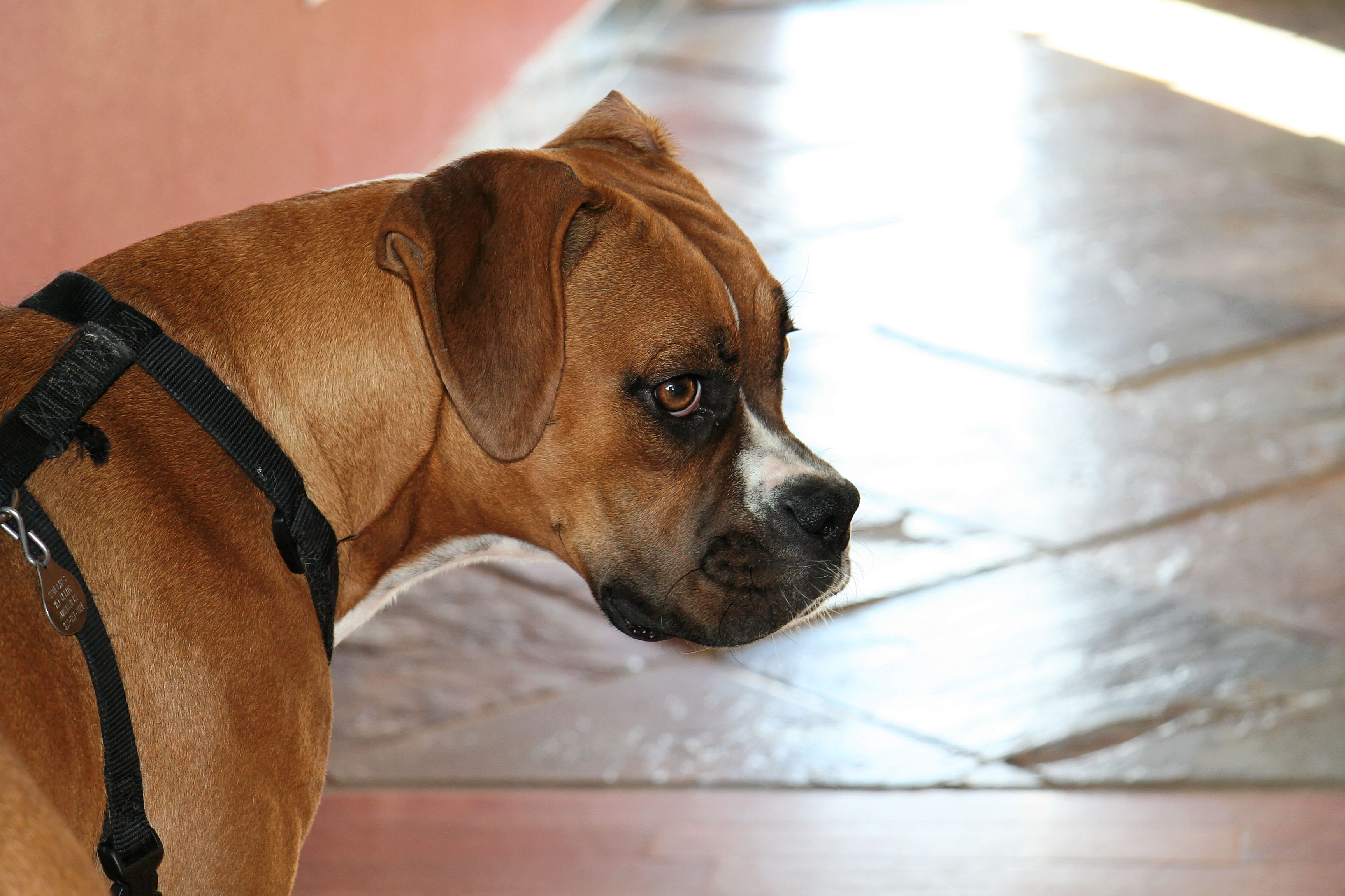 No pet policy? No problem. How to write one for your building