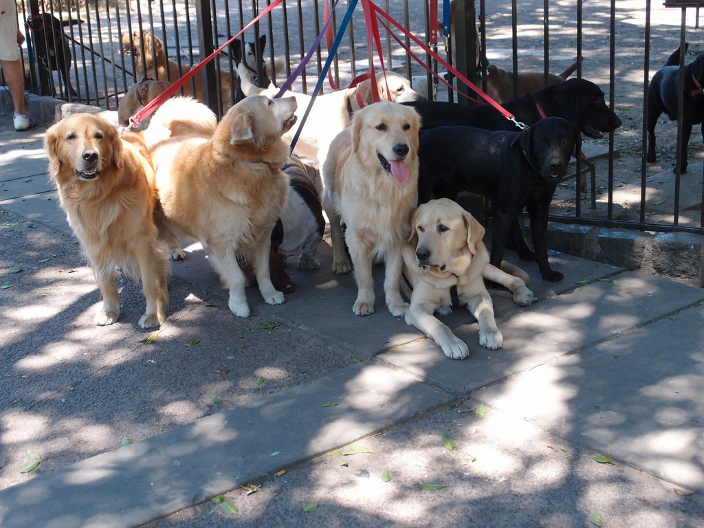 6326192926_429927004f_b.jpg image