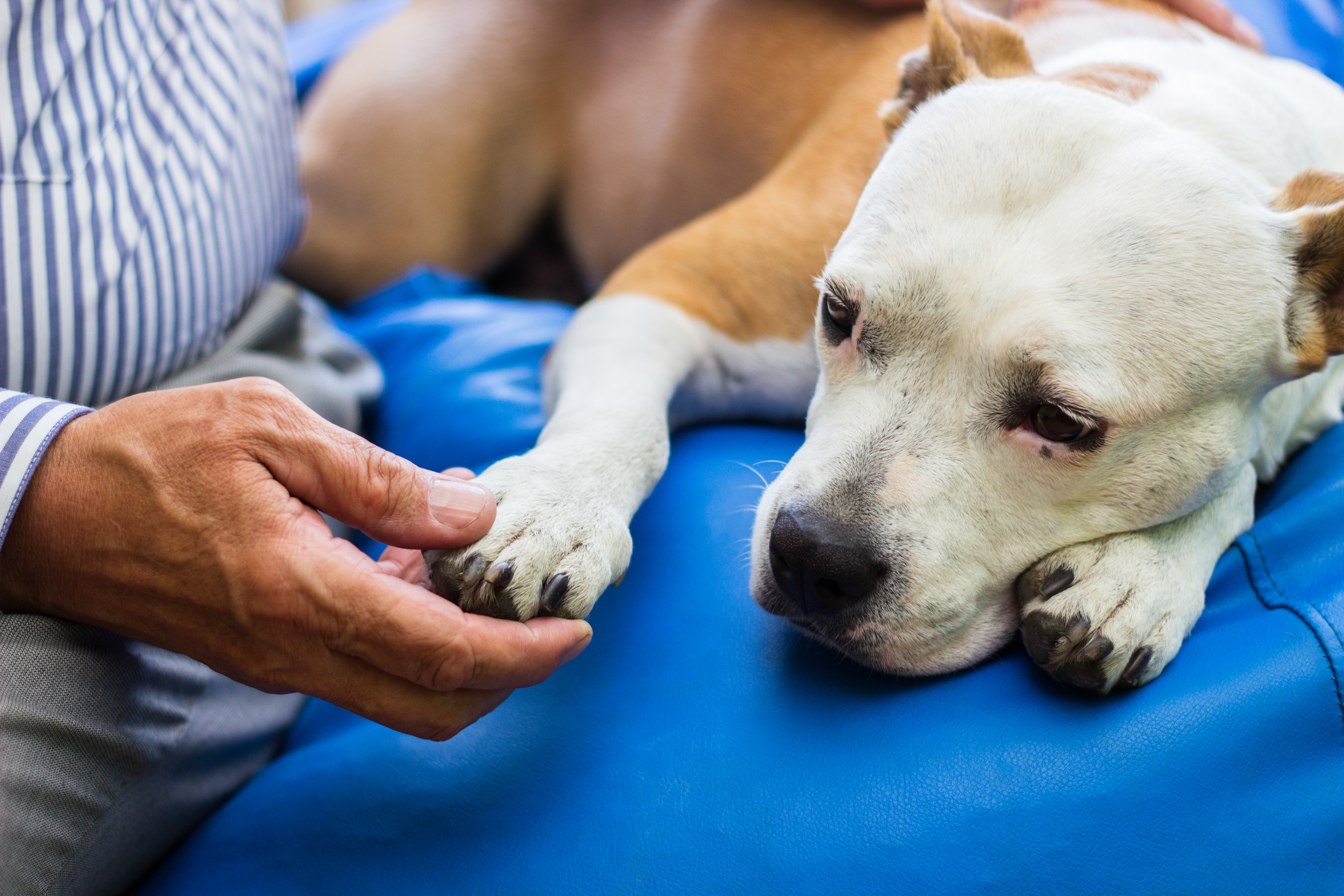 buy emotional support dog