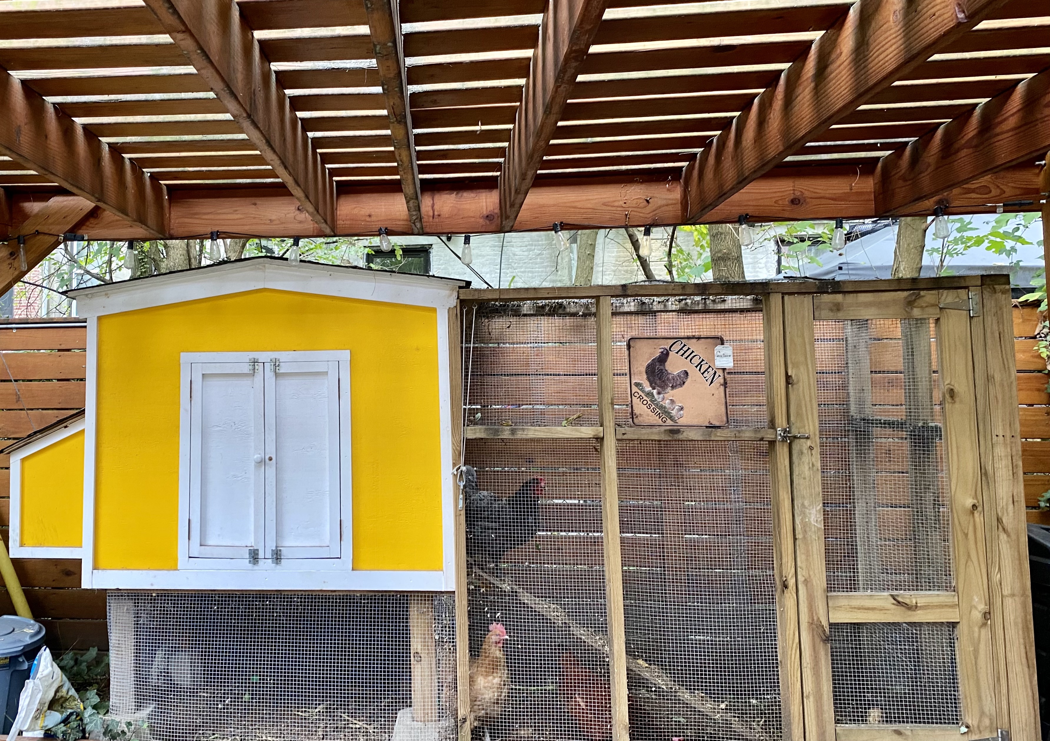 How to keep chickens in a NYC backyard: Tips on coop size, care and feeding