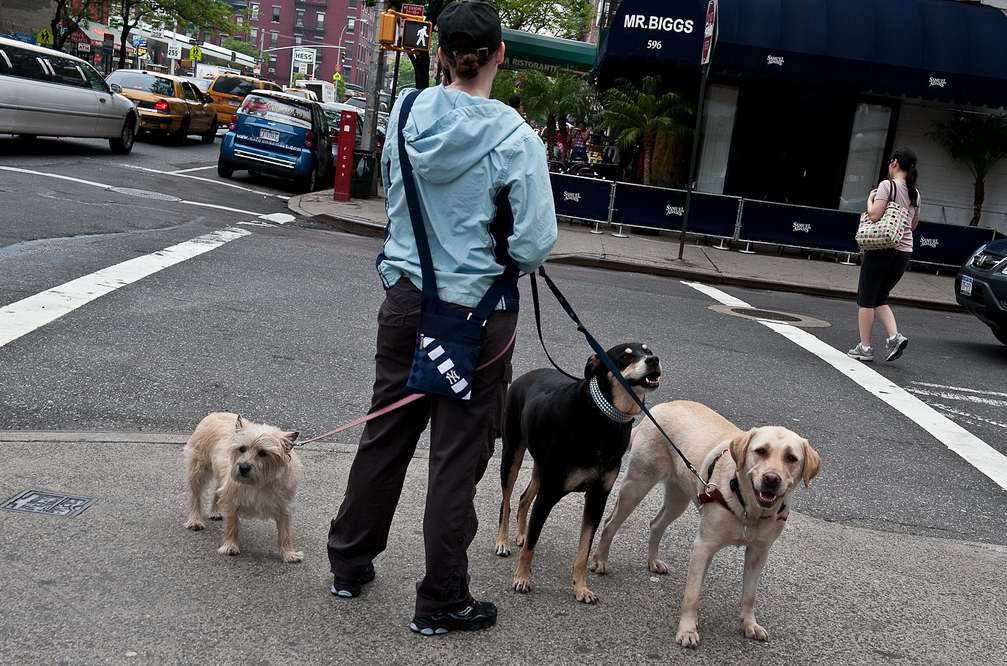 dogsofnyc.png image