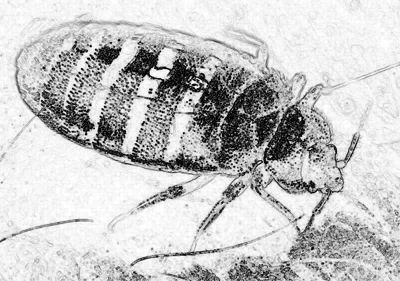 bed-bug-zoom copy 2.jpg