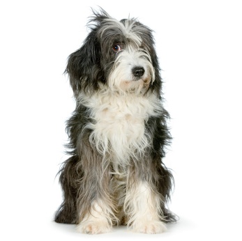 dog manners.jpg image