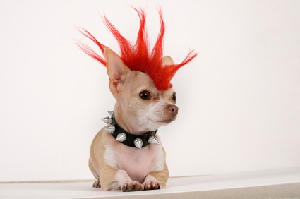 dog_1.jpg image