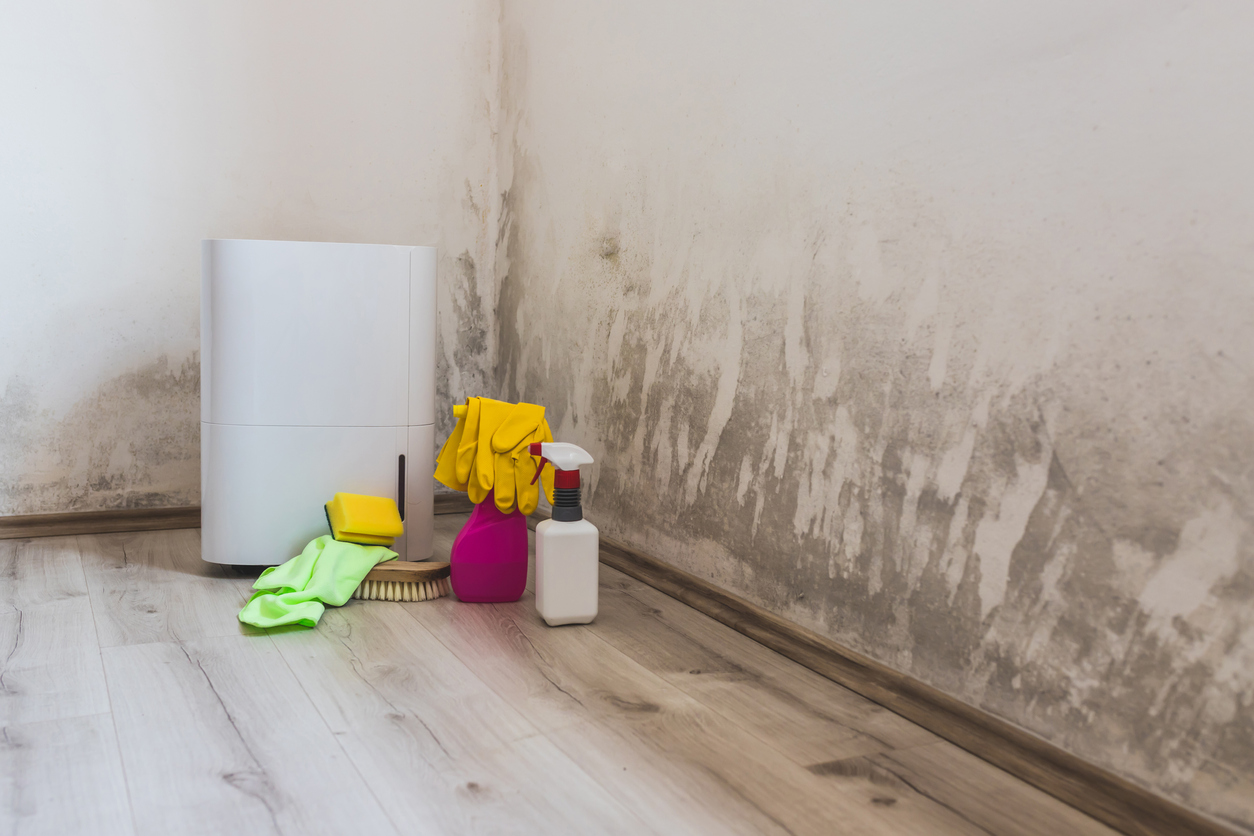 How to tell if your apartment has mold—and what to do about it