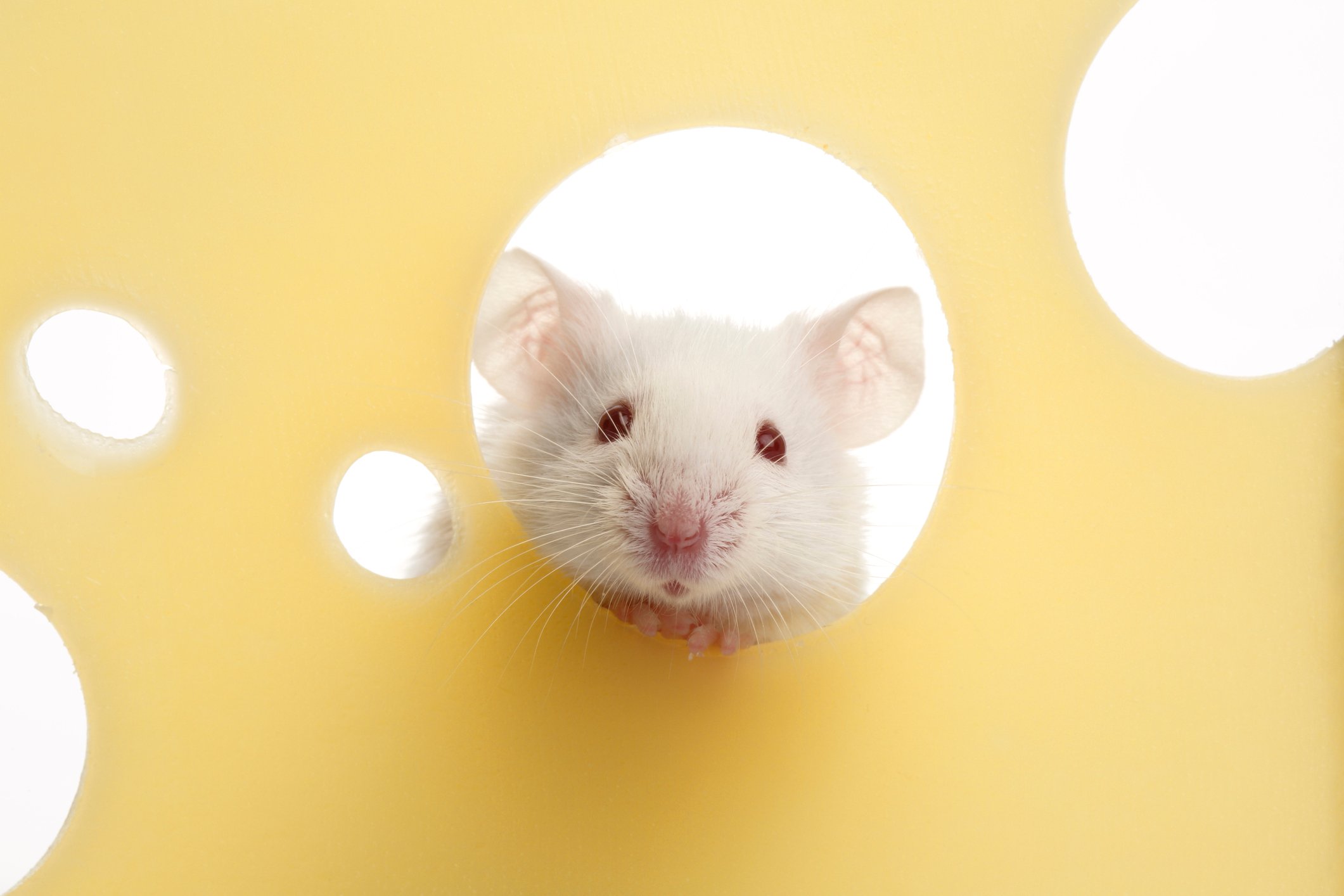 What dreams of a big rat What dreams of a big rat