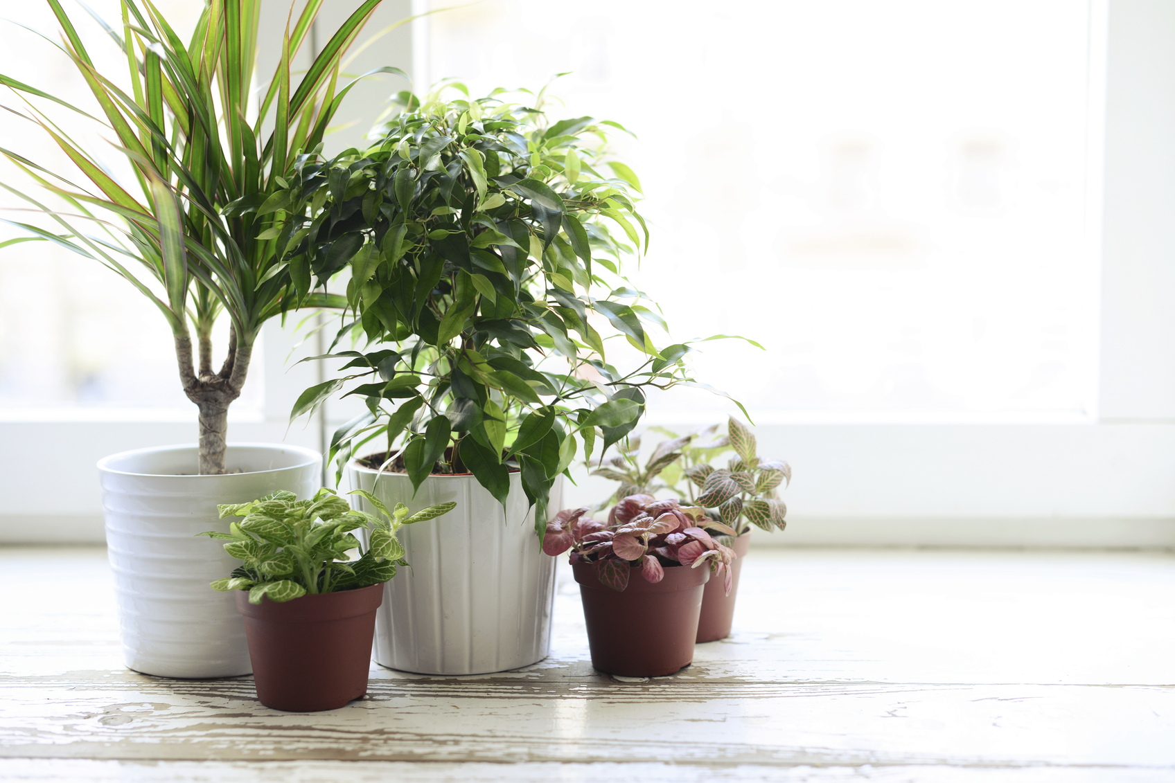5 easy house plants that double as air filters