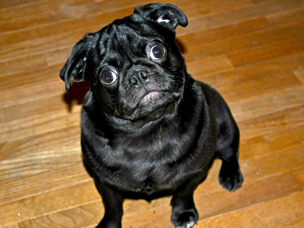 pug.jpg image