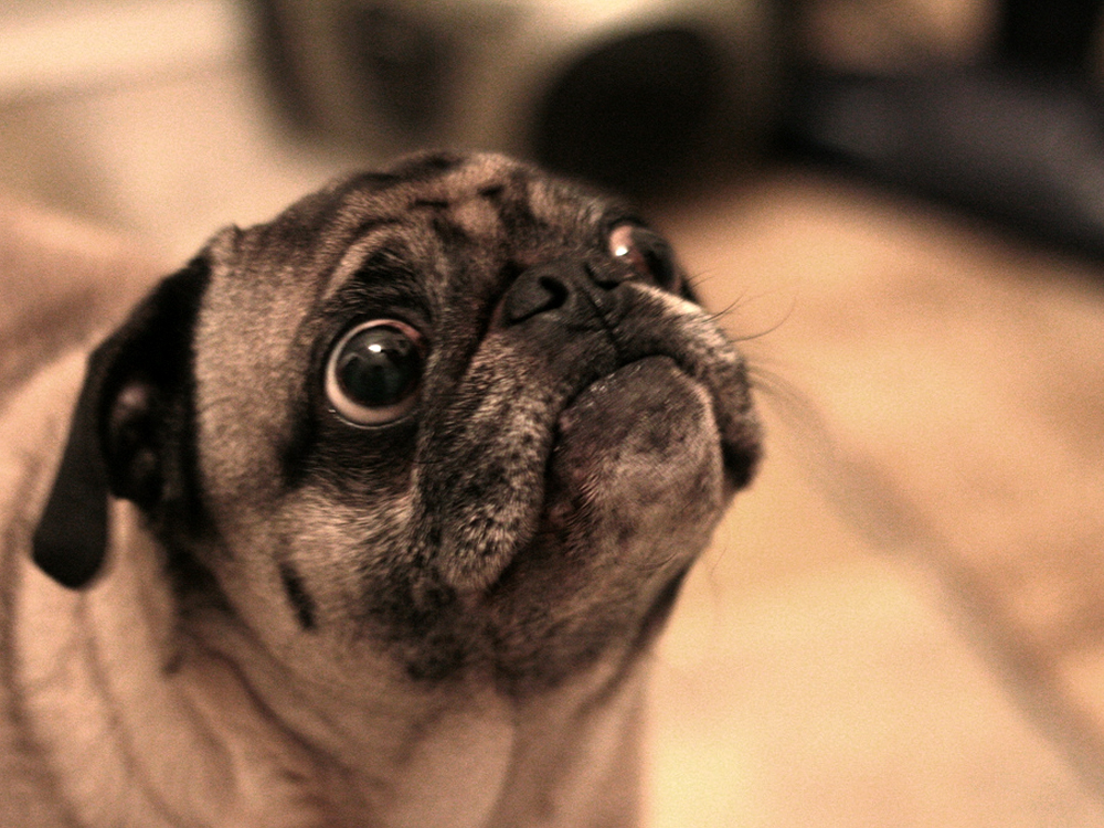 pug_0.jpg image