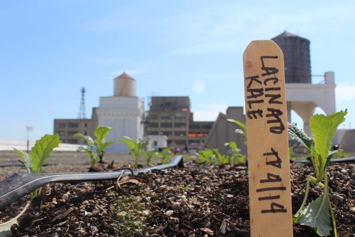  Leading rooftop farming business Brooklyn Grange is a tenant of the Brooklyn Navy Yard. image