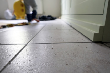 Ant marching across a tile floor