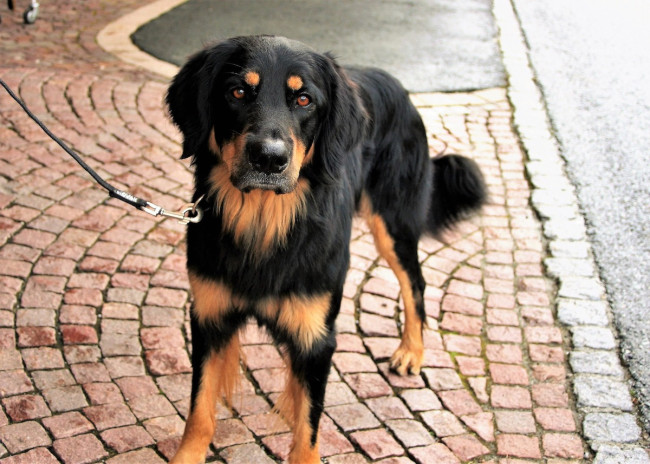 011519 pet screening main.jpg image