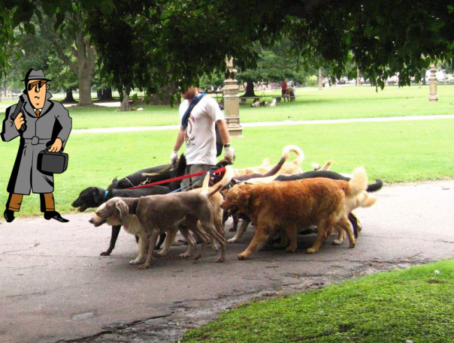 dog walk spy.jpg image