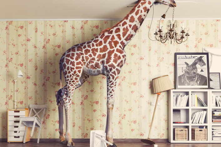 a giraffe in a room