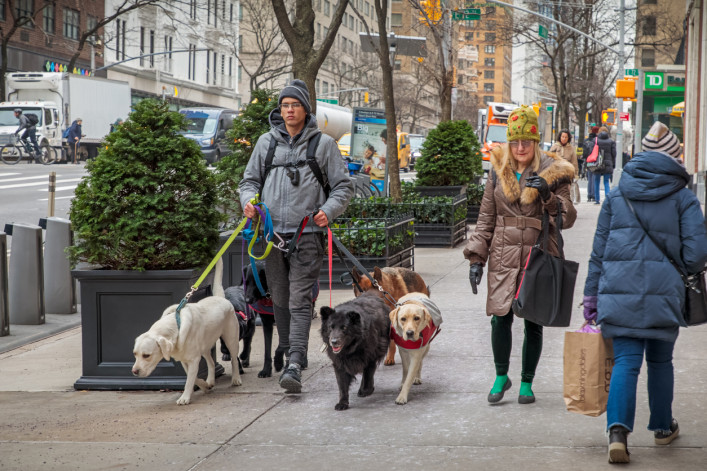 Dog walker on NYC sidewalk