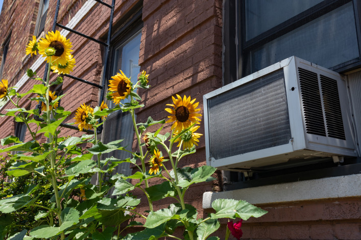 A window air conditioning unit outside an old brick apartment building above a garden with yellow sunflowers during summer in Astoria Queens New York