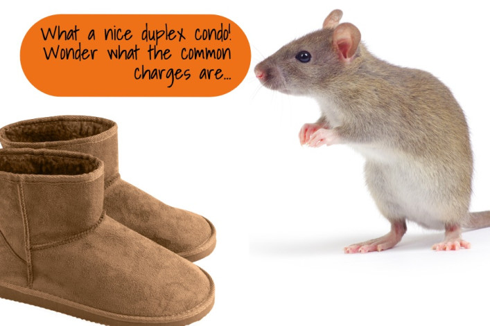 How to get rid of mice in your NYC apartment