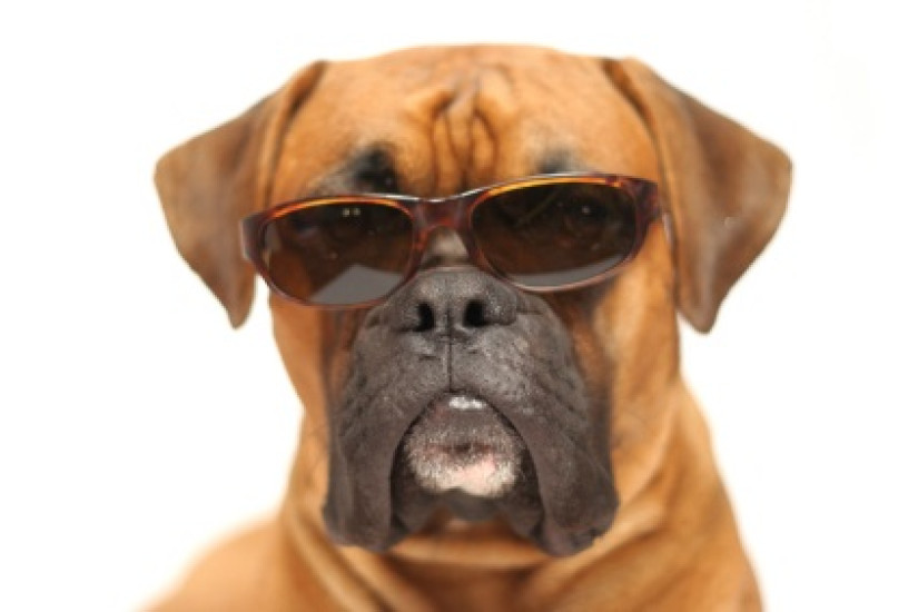 barking surgery.jpg barking surgery.jpg