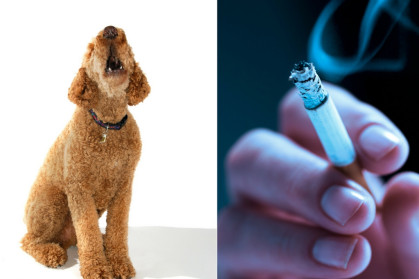 When it comes to neighbor nuisances, what's worse: barking dogs or chain  smokers?