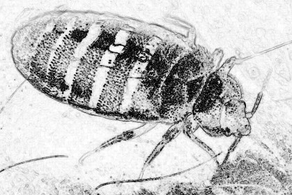bed-bug-zoom copy 2.jpg bed-bug-zoom copy 2.jpg