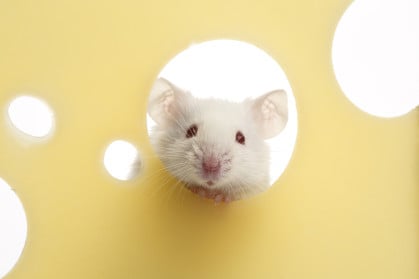 where can i buy a pet mouse near me