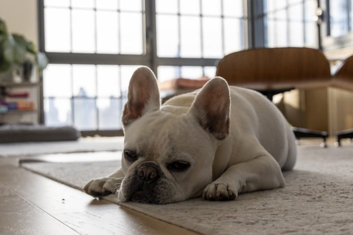 French Bulldog in Manhattan living room