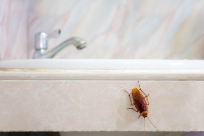 A cockroach on the edge of a sink crawling away from the tap.