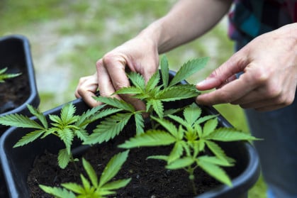 Woman Hands Taking Care of Growing Young Marijuana Plants in A Pot