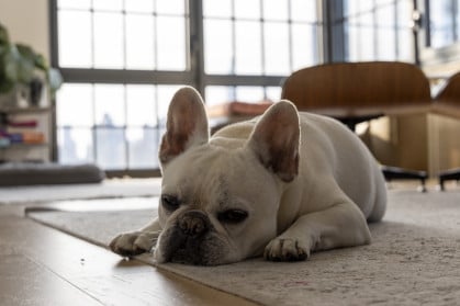 French Bulldog in Manhattan living room