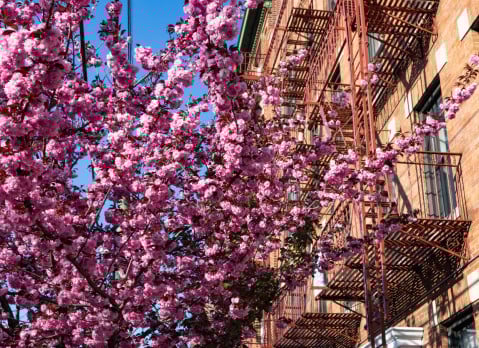 A beautiful pink flowering cherry tree next to an old brick residential building with a fire escape in Astoria Queens New York during spring