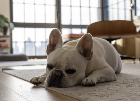 French Bulldog in Manhattan living room