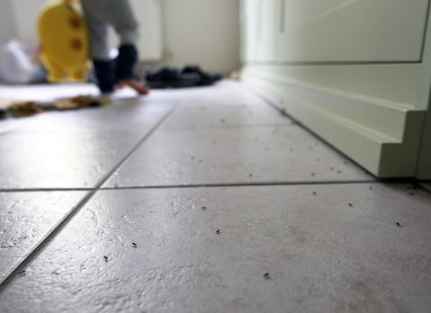 Ant marching across a tile floor