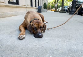Lazy stubborn English Mastiff pet lies down on New York City side walk and the dog won't get up to do his daily walk city yellow cab in the background stock photo